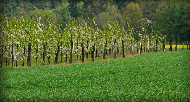 kirschen1